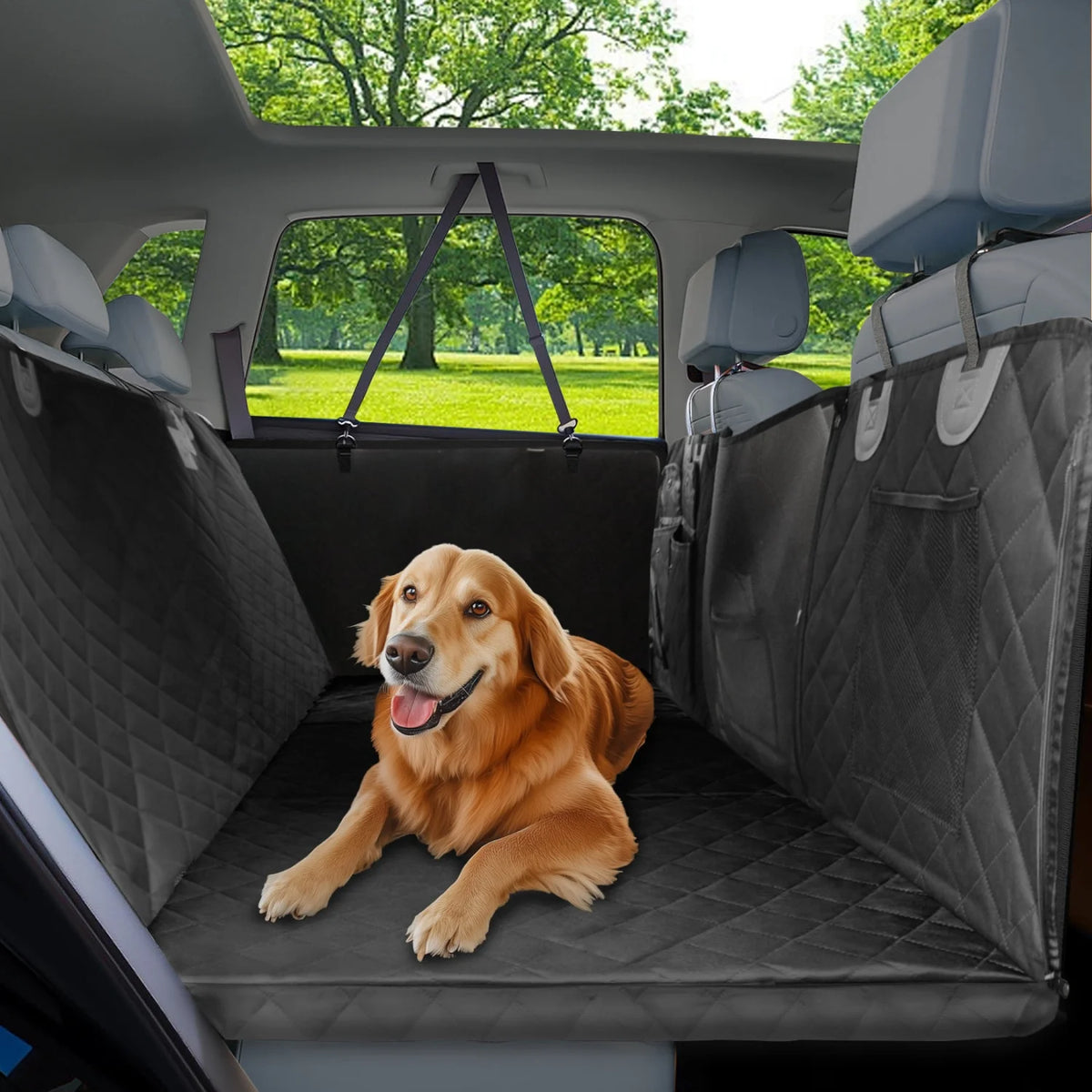 Golden retriever sur le Plateau Copilote, vue depuis le coffre, parc en arrière-plan